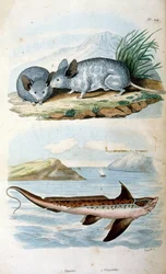 Chimaeras de orde Chimaeriformes, informeel bekend als spookhaaien, rattenvissen; Botanische en zoölogische illustratie door F. E. Guerin. Uit Dictionnaire pittoresque d