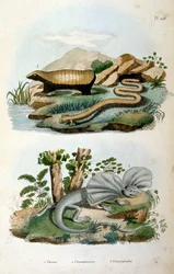 Chlamyphoridae is een familie van cingululate zoogdieren. Hoewel glyptodonten van oudsher worden beschouwd als de staartgroep cingulaten buiten de groep die moderne gordeldieren bevat