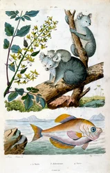 Koalabeer en vis. Botanische en zoölogische illustratie door F. E. Guerin. Uit Dictionnaire pittoresque d