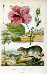 Het geslacht Kerodon (Zuid-Amerikaanse rotscavia