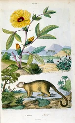 De kinkajou; een zoogdier uit het regenwoud van de familie Procyonidae verwant aan olingo