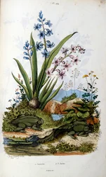 Pad