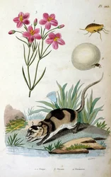 Wateropossum (Chironectes minimus)