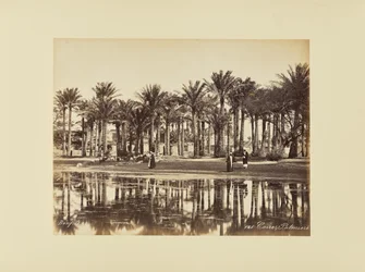 Caïro, Palmbomen