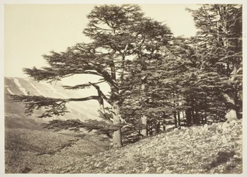 Ceders van Libanon