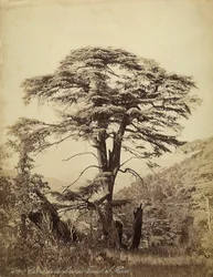 Grote cederboom in het Teniet el Haad-bos, Libanon