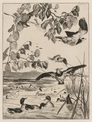 Kieviten en talingen, 1862