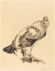 De oude haan