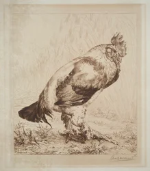 De oude haan
