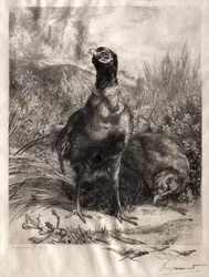 De Fazanten