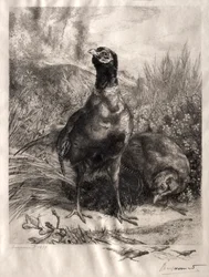 De fazanten, 1899