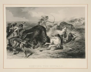 De Jacht op de Buffel