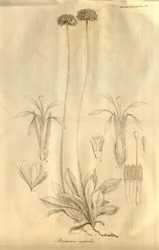 Tab. 28 uit Volume X van Transactions of the Linnean Society of London, gepubliceerd in 1811