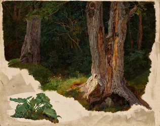 Boomstudie