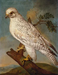 Een Valk op een Tak, 1736