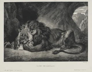 Atlasleeuw, 1829