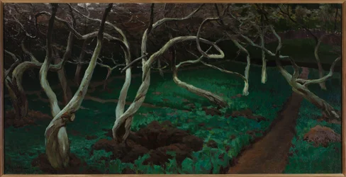 Oude appelbomen