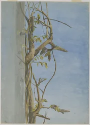 Blauweregen op een muur