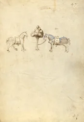 Twee paarden