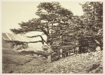 Ceders van Libanon, c. 1870.