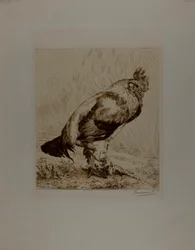 De oude haan