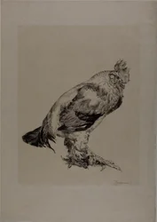 De oude haan