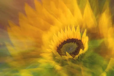 Levendige zonnebloemglans