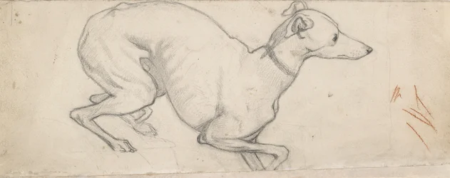 Studie van een Windhond