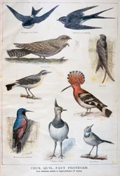Vogels die beschermd zijn en nuttig in de landbouw, 1897