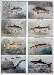 Zoetwatervissen, 1897