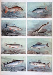 Zoetwatervissen, 1898