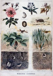 Schadelijke insecten, 1897