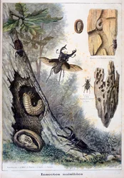 Schadelijke insecten