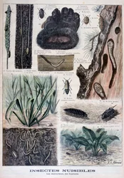 Insecten schadelijk voor bont