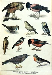 Vogels nuttig voor de landbouw: spreeuw, vink (Gravure)