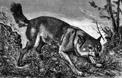 Woeste wolf, boos, tanden ontbloot, toont de hoektanden - gravure door Meaulle in "La chasse illustrée" No. 27, 5 februari 1870