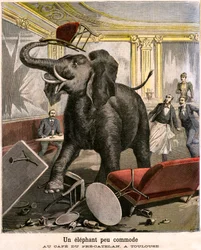 Een ongemakkelijke olifant: de pachyderm ontsnapt uit een circusmenagerie en breekt alles in het café van Pre-Catelan in Toulouse. Gravure door Meaulle en Meyer