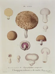 Hypophyllum campestre of de veldpaddenstoel, plaat 130 uit 