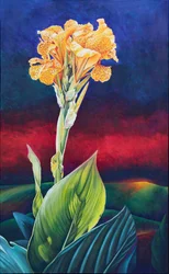Gele Canna Lelie