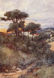 Steeneiken, Algiers