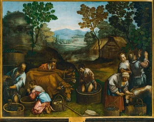 Druivenoogst