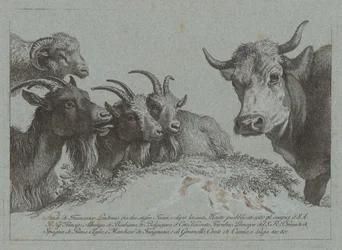 Studie van hoofden: drie geiten, een os en een ram, gepubliceerd ca. 1783