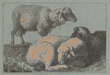 Twee liggende schapen en één staand schaap
