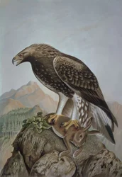 Gravure – Steenarend – Jonge man – Aquila chrysaetos
