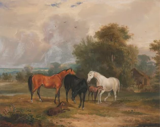 Paarden grazen: merries en veulens in een veld