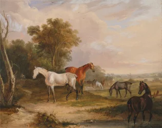 Paarden grazen: een grijze hengst graast met merries in een weiland