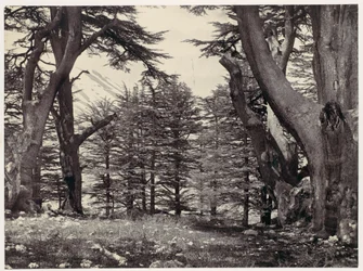 Cedars van Libanon