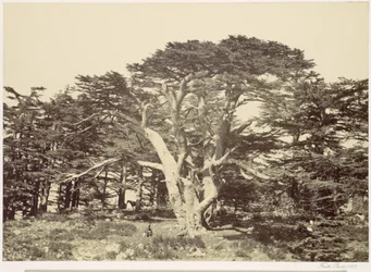De grootste van de ceders, berg Libanon