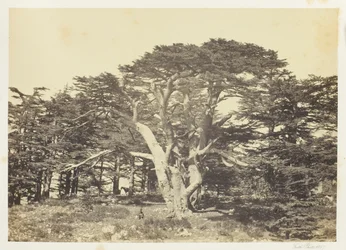 De grootste ceder, de Libanonberg