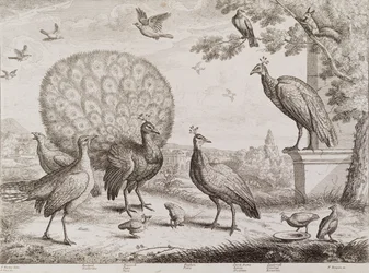Groep vogels met pauw